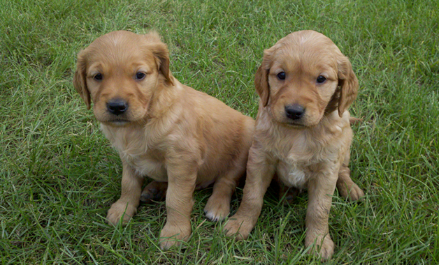 field golden retriever puppies